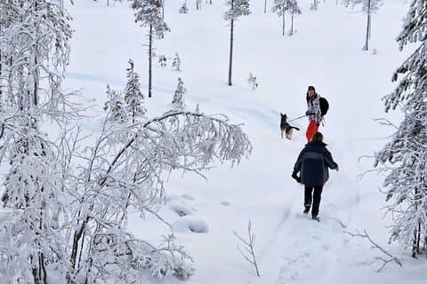 Husky Hike, Snowshoe hike with huskies