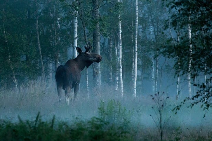 We always see moose on these trips