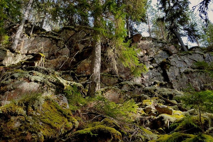 Ancient Forests