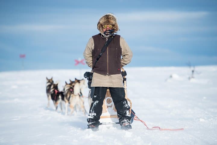 Dogsledding in the nationalpark of Fulufjället