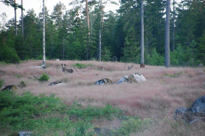 Moose safari in the wild Sweden Tiveden