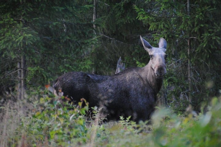 Moose safari in the wild Sweden Tiveden
