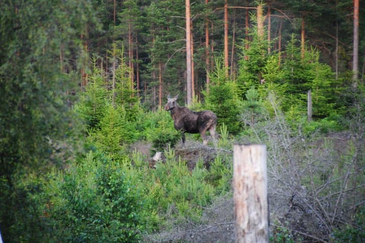 Moose safari in the wild Sweden Tiveden