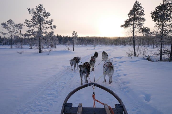 Dog sledding in Swedish Lapland
