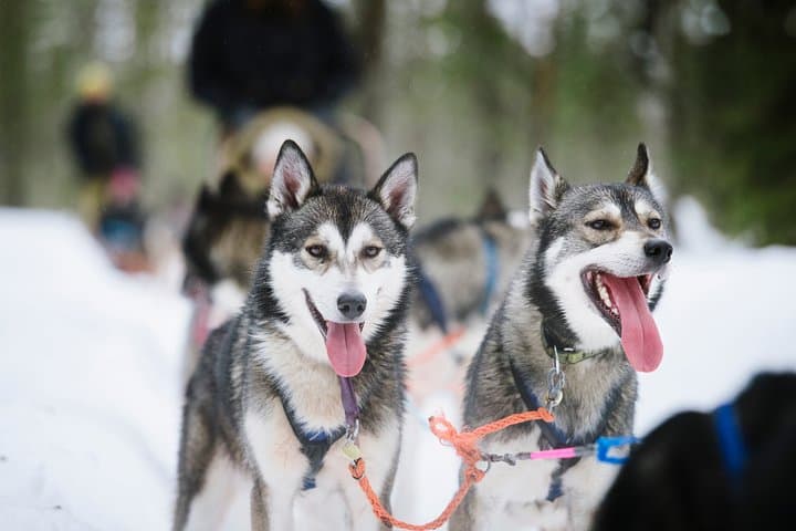 Dogsled Adventure Kiruna