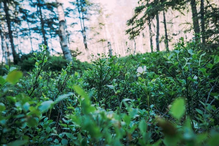 Summer greens