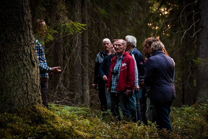 Guests learning about swedish fauna and flora during a wildlife safari