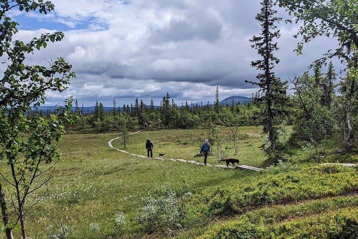 Half Day Guided Walk with Huskies