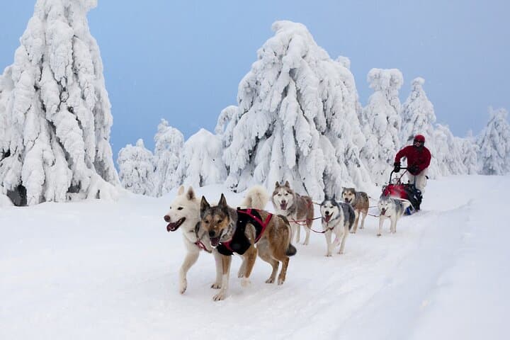 Husky Sledding Tour