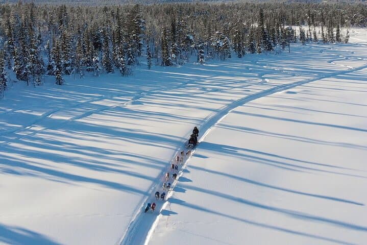 Private dog sled husky tours available
