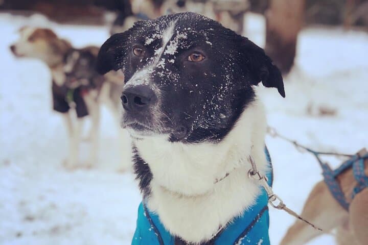 Cute husky with snow covered face!