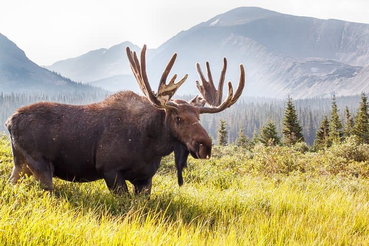 Discover Abisko Natioalpark : A Private Guided Nature Tour