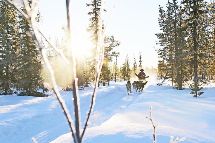 Dogsled Adventure Kiruna