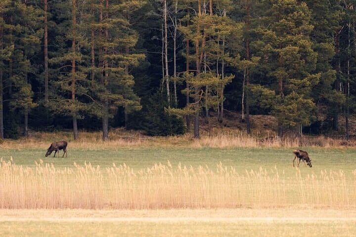 Wolf and Wildlife Tracking in Sweden