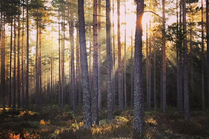 Midnight Sun Hike & Campfire Wild Dinner i- Tyresta National Park