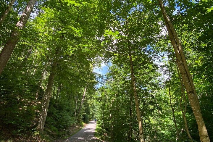 Gothenburg forest walks to see horses and lakes.