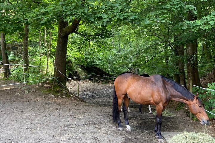 The local horses we can meet and have a Swedish fika close to.