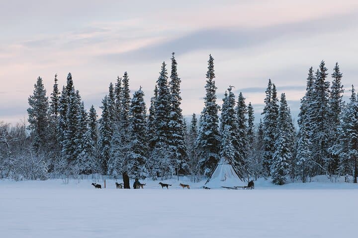 Dog sledding excursion to Kiruna