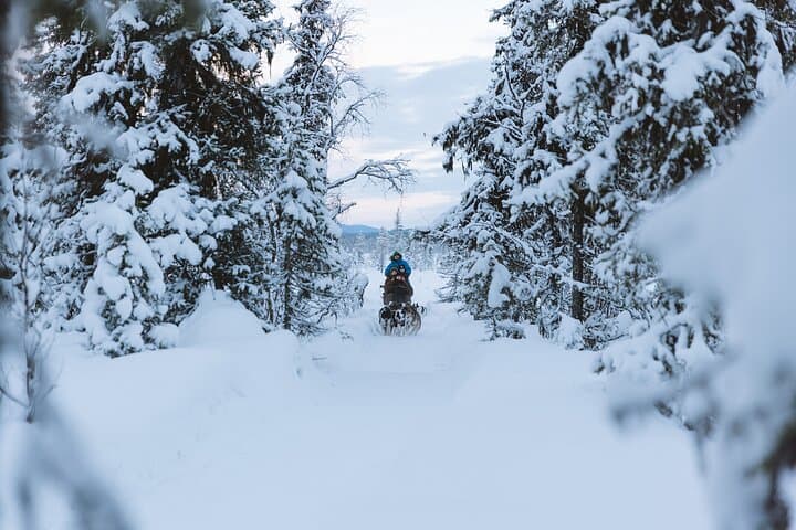 Dog sledding excursion to Kiruna