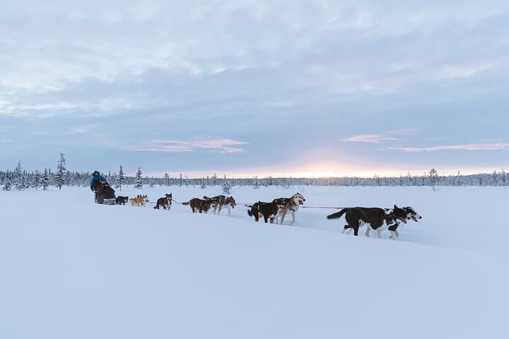 Dog sledding excursion to Kiruna