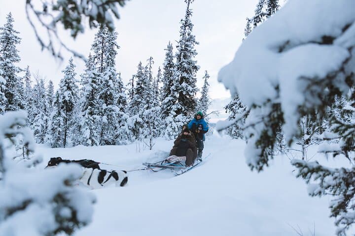 Dog sledding excursion to Kiruna