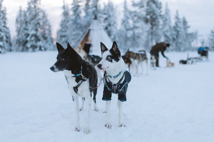 Dog sledding excursion to Kiruna