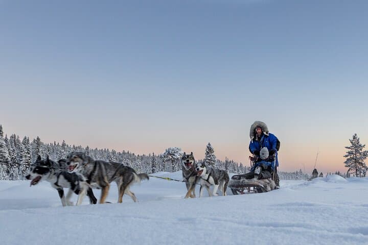 Arctic Lush in Kiruna