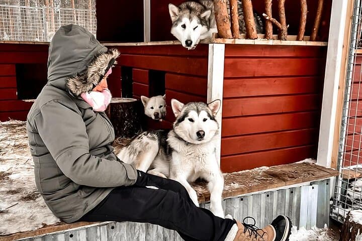Alaskan Malamute Ranch Meet and Greet