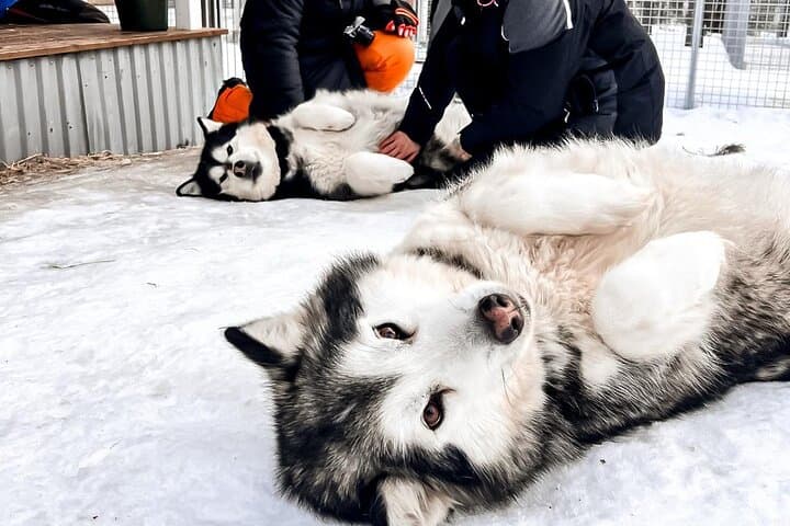 Alaskan Malamute Ranch Meet and Greet