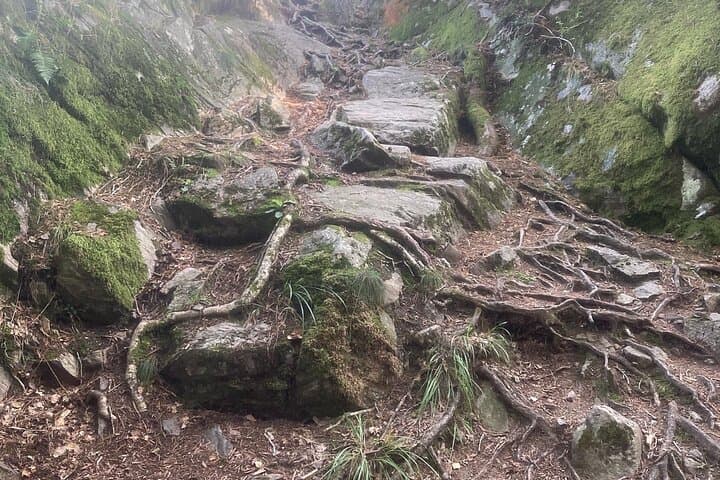 Virgin forest