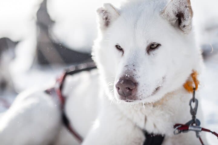 Overnight Tour with Dogsledding in Sälen