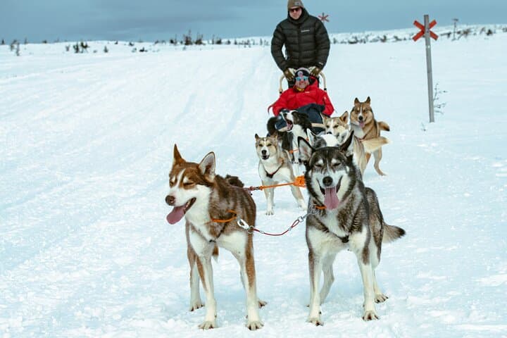 Overnight Tour with Dogsledding in Sälen