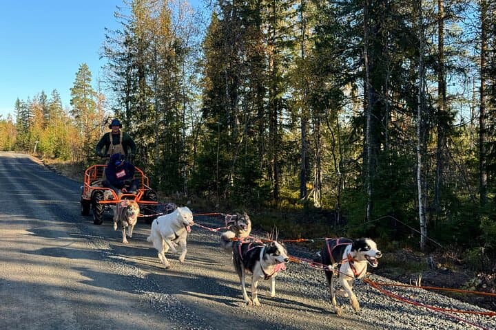 Dogcart - husky experience Sälen