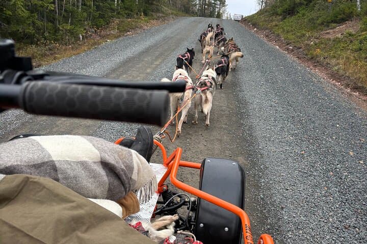 Dogcart - husky experience Sälen