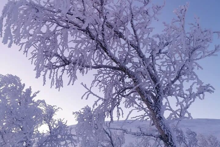 Kiruna Guided Daytime Snowshoe Hike