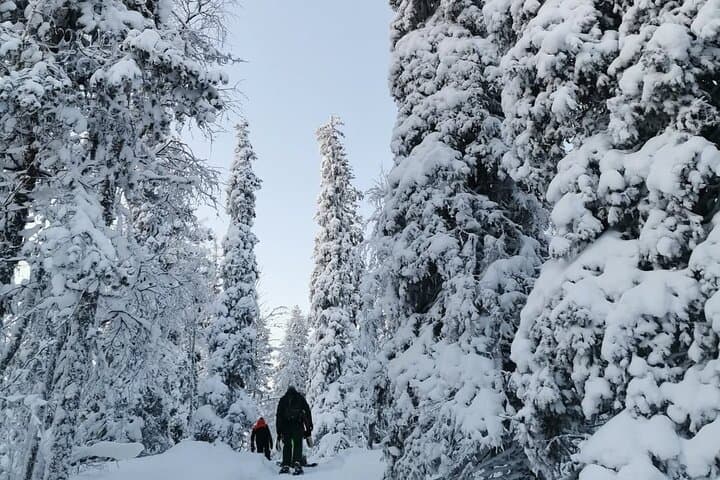 Kiruna Guided Daytime Snowshoe Hike