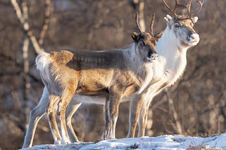 Kiruna Guided Daytime Snowshoe Hike