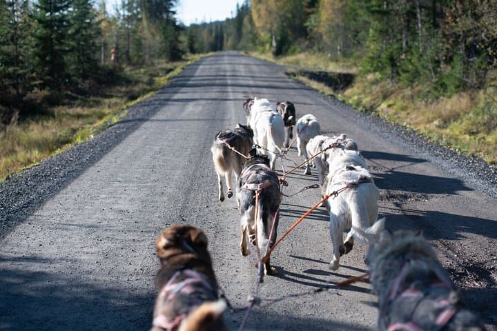 Dogcart - husky experience Sälen
