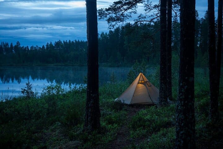 Wolves, Moose & Beavers in the forests of Central Sweden