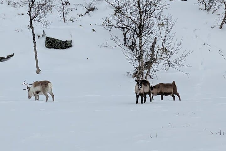 From Abisko to Narvik: Arctic Scenic Tour with Fjord Landscapes