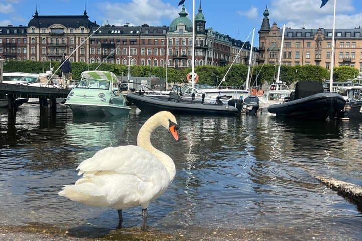 PREMIUM Stockholm City Tour with Private LUX Car and Guide