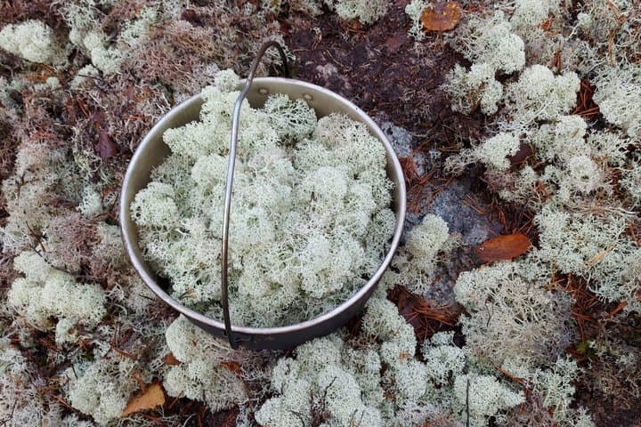 Stockholm Foraging & Outdoor Cooking: 3-Course Fire Meal