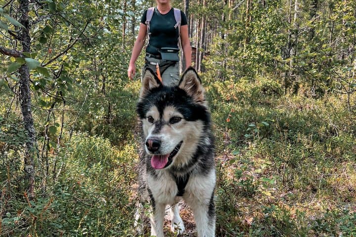 Nordic Wild Trek hike with sled dogs in Lapland