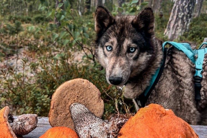 Nordic Wild Trek hike with sled dogs in Lapland