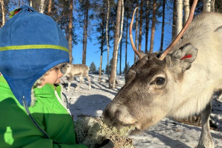 Jokkmokk: Reindeer Feeding Experience with Sami Guide