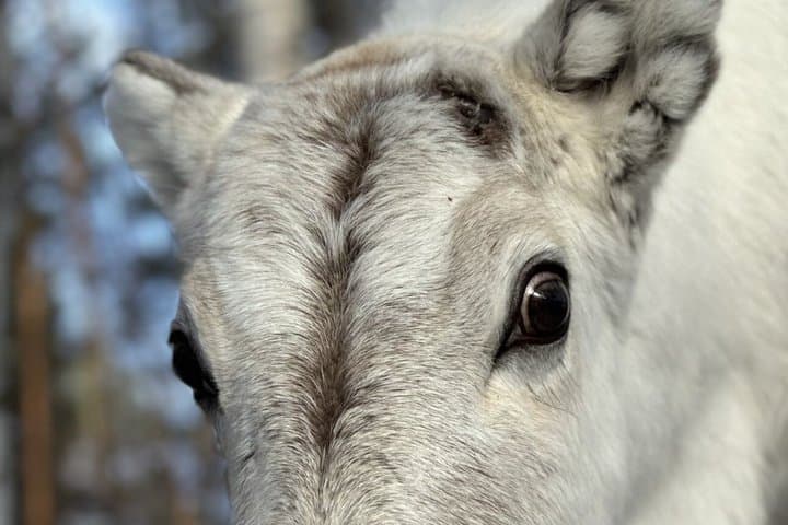 Jokkmokk: Reindeer Feeding Experience with Sami Guide