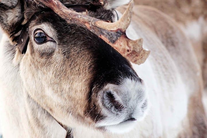 Jokkmokk: Reindeer Feeding Experience with Sami Guide