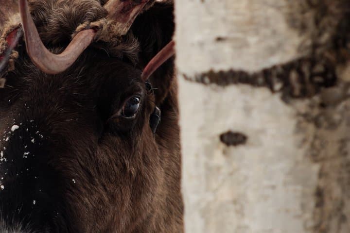 Jokkmokk: Reindeer Feeding Experience with Sami Guide