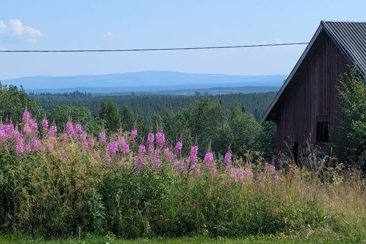 Farm Visit and Nature Hike in Swedish Lapland Private Tour
