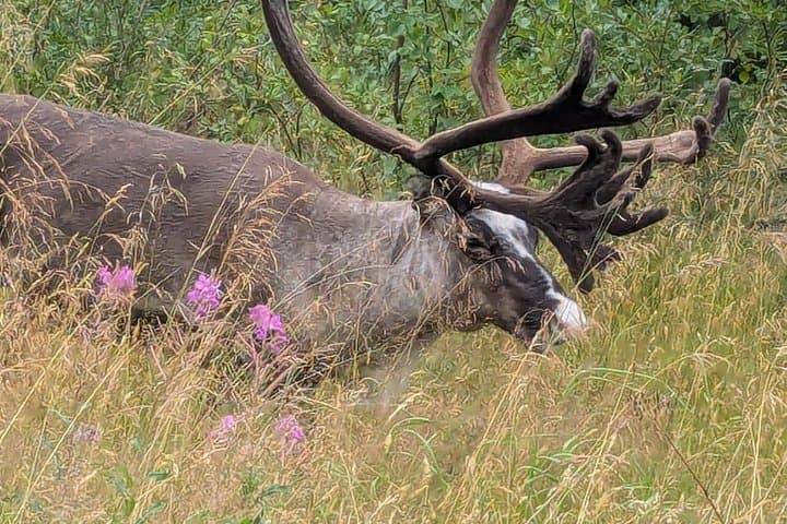 Farm Visit and Nature Hike in Swedish Lapland Private Tour